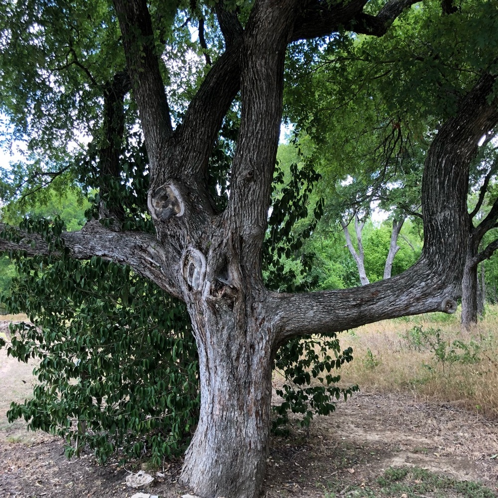Meet your Posher, Isabel